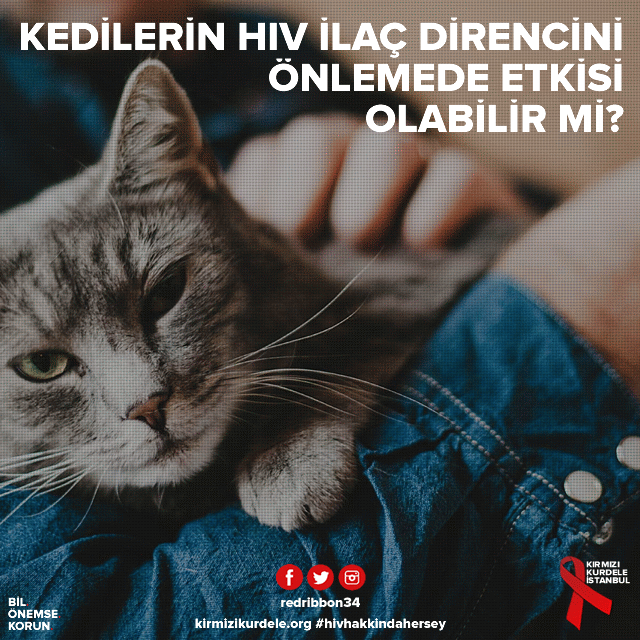 Kedilerin HIV ilaç direncini önlemede etkisi olabilir mi?